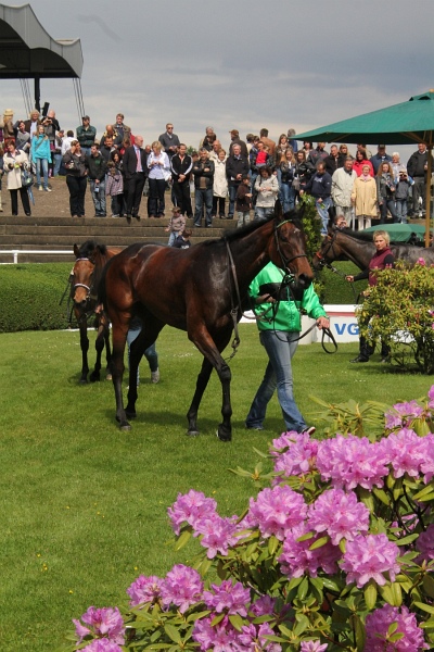 Bult VGH2011   027.jpg